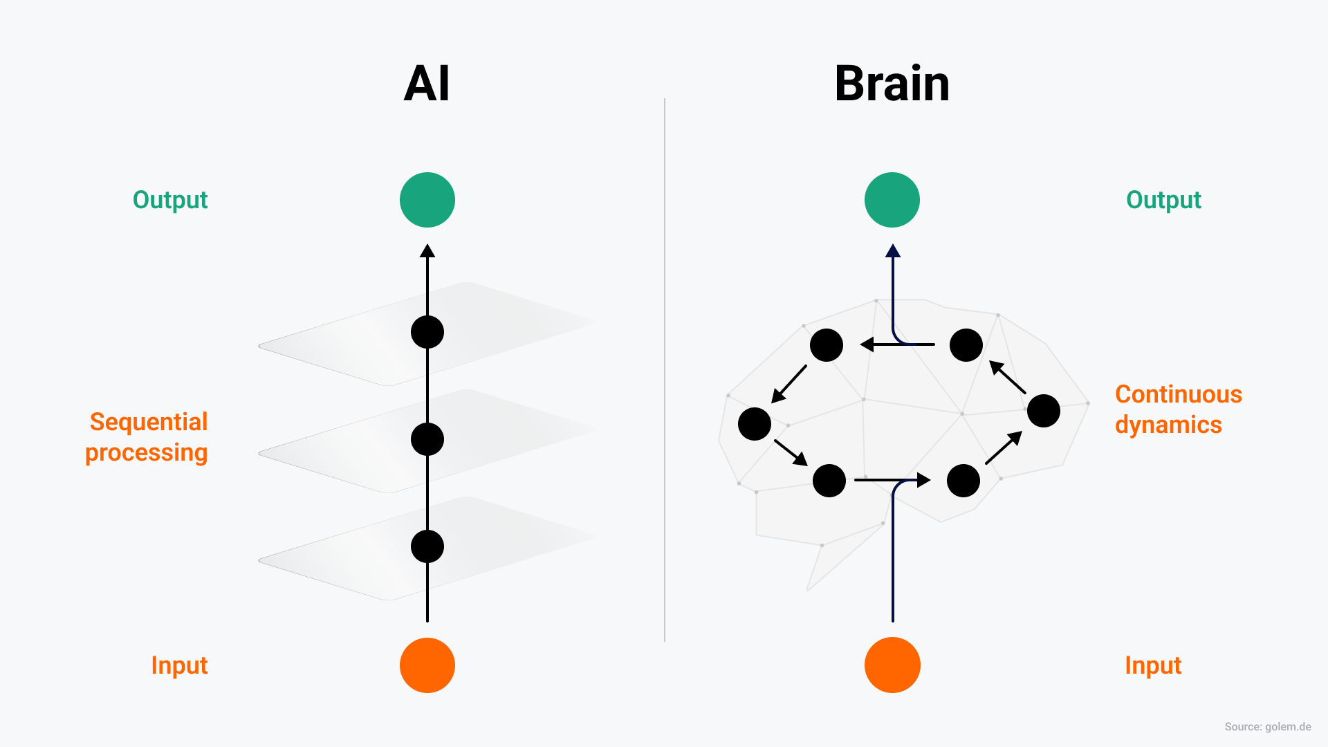Processing information in the brain and in neural networks (AI)